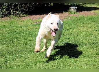 Zipper - Ein vergeudetes Leben