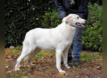 Yasmine - freundlicher Sonnenschein sucht sonniges Plätzchen