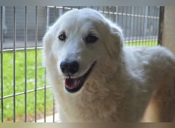 Amaya - So schön und so schrecklich? Amaya - So schön und so schrecklich?