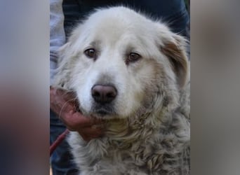 Gorivah - Das Leben ist zu kurz...