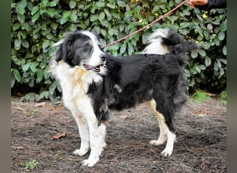 Hindah - Dreieinhalb Sommersprossen