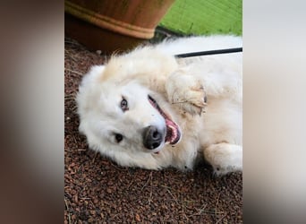 Hadriano - Viel mehr als nur einer unter vielen!