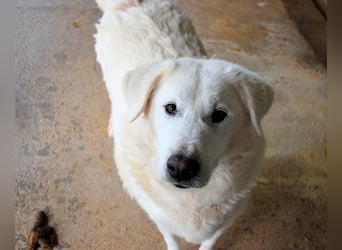 Sallustio - Der Sinn des Lebens