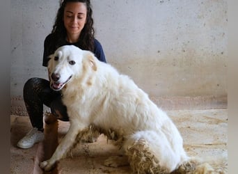 Hadrianus - weiß, es wird einmal ein Wunder gescheh'n