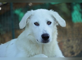 Madea - eine weiße Herzensbrecherin und ihre drei Schwestern