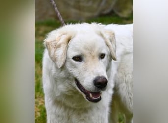 Boss - Wenn ein Name täuscht und ein Herz gewinnt