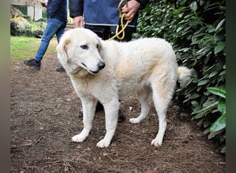 Damarius - niemals ist eine schrecklich lange Zeit