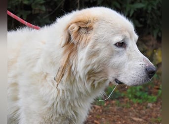 Apolonio - möchte für seine Menschen ein Fels in der Brandung sein