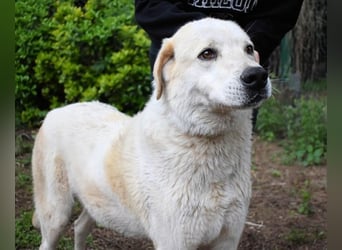 Neeko - Traumhund sucht Traummenschen