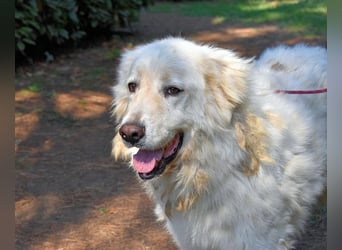 Aristodemo - nicht nur Schall und Rauch