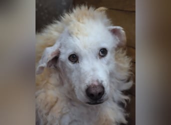 Haigen - SOS - Wenn das Foto zur Anklage wird.