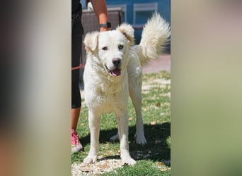 Cornelius - ein junger Rüde mir Herz, Köpfchen und Tatendrang