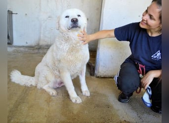 Eskie - aber bitte mit Sahne ins Glück!