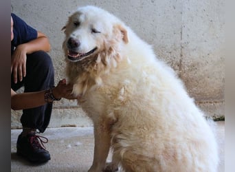 Eskie - aber bitte mit Sahne ins Glück!