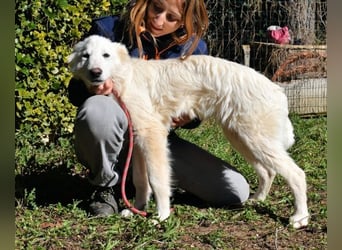 Heathon - sucht die Liebe seines Lebens