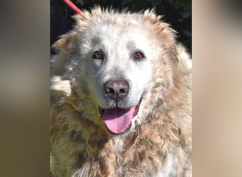 Noak - Alles nur Wunschdenken... ?