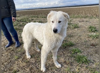 Mulan - Sanfte Präsenz, großes Herz