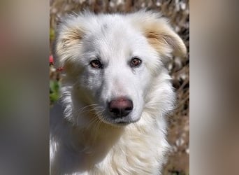 Heathon - sucht die Liebe seines Lebens