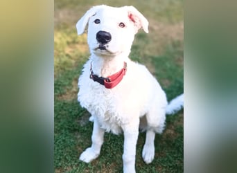 Bullo - weißer Eisbär mit sanfter Seele