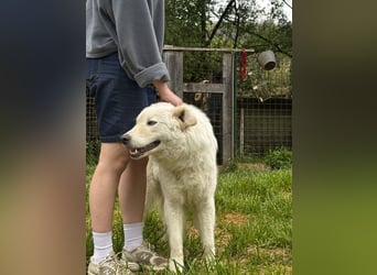 Boss - Wenn ein Name täuscht und ein Herz gewinnt