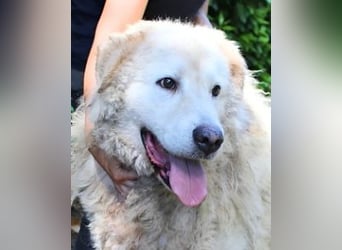 Noak - Alles nur Wunschdenken... ?