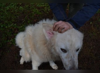 Gherardo - Ein Adler bleibt ein Adler...