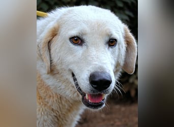 Damarius - niemals ist eine schrecklich lange Zeit