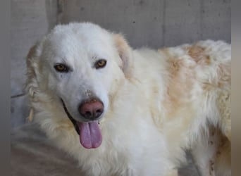 Folquet - Im falschen Leben