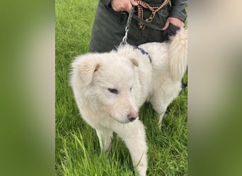 Cornelius - ein junger Rüde mir Herz, Köpfchen und Tatendrang