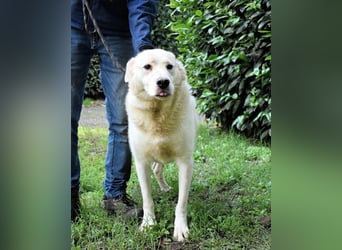 Zipper - Ein vergeudetes Leben