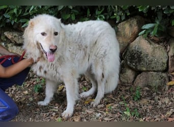 Pinturicchio - Finde den Fehler!