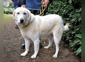 Damarius - niemals ist eine schrecklich lange Zeit