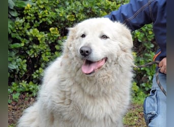 Tallulah - Grandezza auf vier Pfoten!