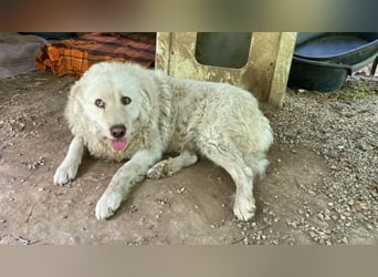 Luke - geboren, um zu schützen...