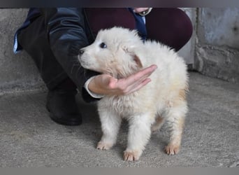 Clyro - Weiß jemand, was aufpassen eigentlich heißt ?