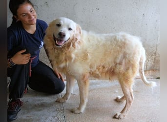 Eskie - aber bitte mit Sahne ins Glück!