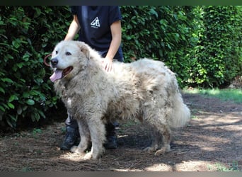 Noak - Alles nur Wunschdenken... ?