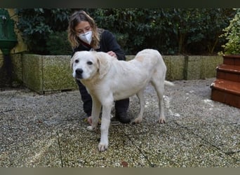 Neeko - Traumhund sucht Traummenschen