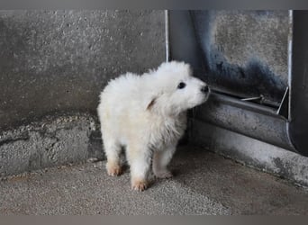 Clyro - Weiß jemand, was aufpassen eigentlich heißt ?