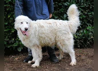 Leofric - Kleiner Löwe hat Großes vor