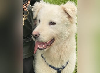 Cornelius - Woher soll er es können?