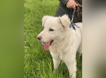 Cornelius - ein junger Rüde mir Herz, Köpfchen und Tatendrang