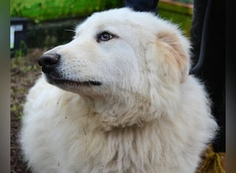 Hadriano - Viel mehr als nur einer unter vielen!