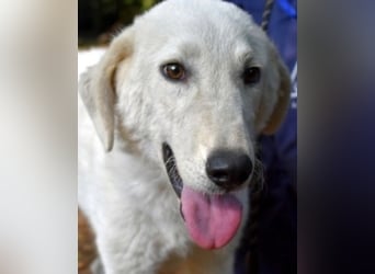 Damarius - niemals ist eine schrecklich lange Zeit