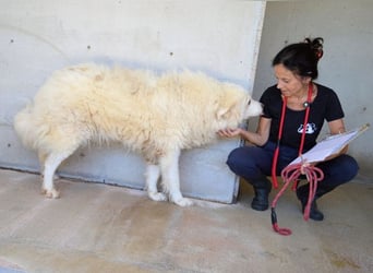 Haigen - Free HAIGEN