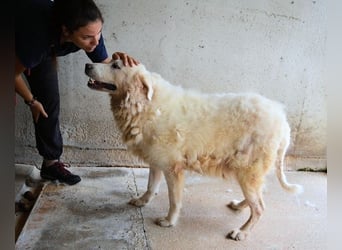 Eskie - aber bitte mit Sahne ins Glück!