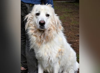 Aristodemo - nicht nur Schall und Rauch