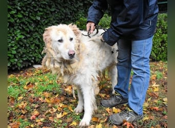 Akamu - Sucht seinen passenden Deckel