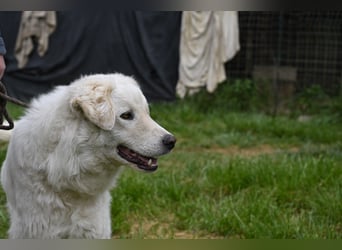 Boss - Wenn ein Name täuscht und ein Herz gewinnt