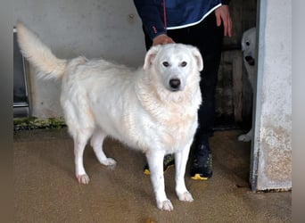 Sallustio - Der Sinn des Lebens